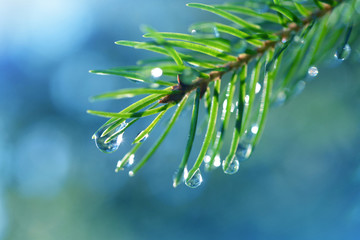 Drops of rain on the needles of the spruce branch close up. Spring nature background.