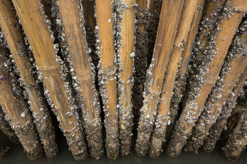 Barnacles on bamboo.