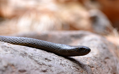 Inland taipan (Oxyuranus microlepidotus), the most venomous snake in the world living in Australia. © vencav