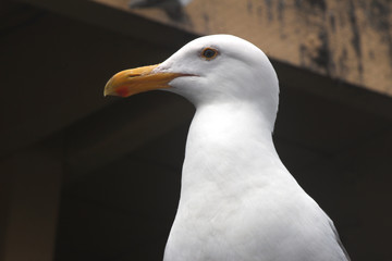 Close-up of Seagull