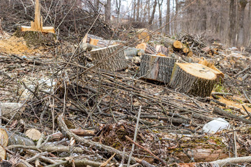 A forest clearing after tree felling © PhotoChur