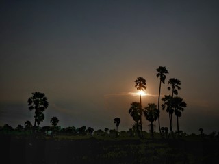 Many sugar palm trees in the field - Phetchaburi Province THAILAND.