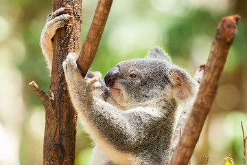 Cute Australian Koala resting during the day.