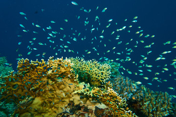 Obraz premium Rifffische mit Korallen