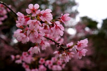 cherry tree blossom