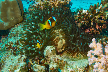 Naklejka na ściany i meble Anemonenfische im Roten Meer