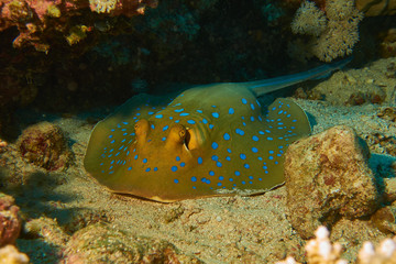 Blaupunktrochen im Roten Meer