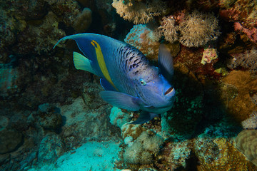 Fototapeta na wymiar Engelfisch im Roten Meer