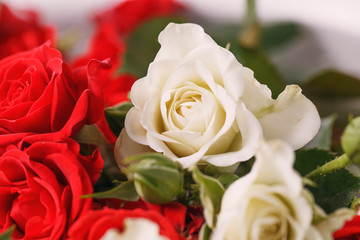 Bouquet of fresh red and white roses,