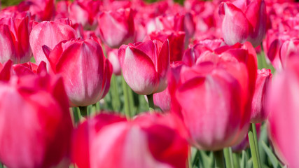 Background of pink tulips