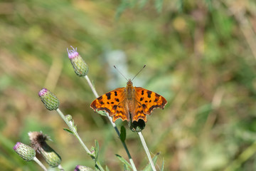 Obraz premium Nymphalidae / Yırtık Pırtık / / Polygonia c-album