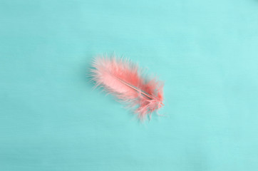 Top view of one feather painted living coral on blue surface. Close up shot with copy space