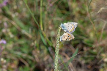 Lycaenidae / Çokgözlü Mavi / / Polyommatus icarus