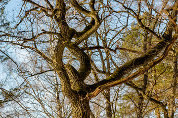 Fototapeta na wymiar Beautifully winding branches of young oak in the forest