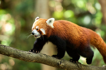 Red Panda