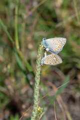 Lycaenidae / Çokgözlü Mavi / / Polyommatus icarus