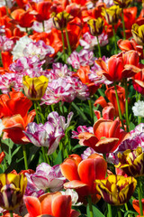 Background of colorful tulips