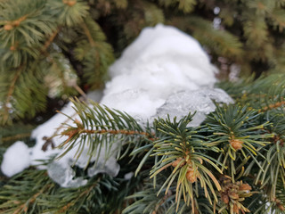 Spruce - spruce and pine branch in the snow in winter