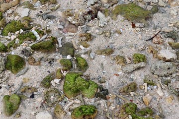 Colorful coral at the white sand beaches on the Seychelles