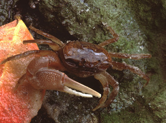 Fiddler Crab (Ocypodidae)