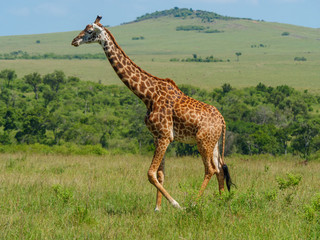 Reticulated giraffe in a Kenya