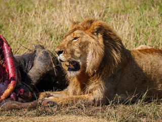 Naklejka premium East african lion protecting his cape buffalo prey
