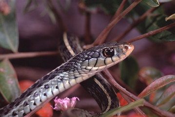 Eastern Garter Snake (Thamnophis Sirtalis Sirtalis)