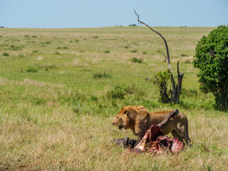 East african lion protecting his cape buffalo prey