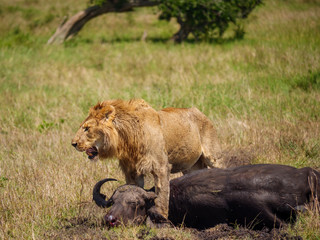 East african lion protecting his cape buffalo prey