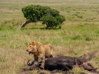East african lion protecting his cape buffalo prey
