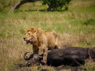 East african lion protecting his cape buffalo prey