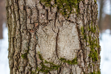 Obraz premium The texture of the bark on the tree resembles the eye