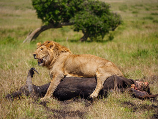 East african lion protecting his cape buffalo prey