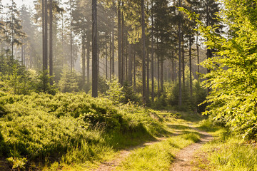 romantischer Wald mit Sonnenstrahlen als Hintergrund