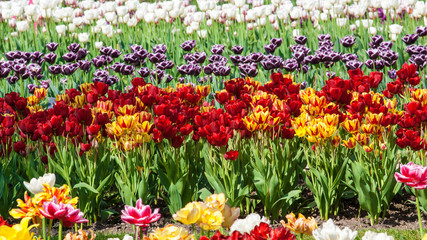 Field of colorful tulips