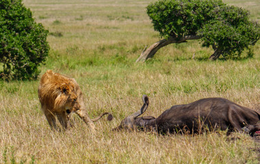 East african lion protecting his cape buffalo prey