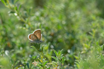 Lycaenidae / Çokgözlü Mavi / / Polyommatus icarus