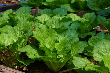 Fototapeta premium Fresh Baby Green And Purple Cabbage.