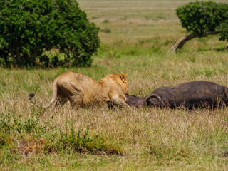 East african lion protecting his cape buffalo prey