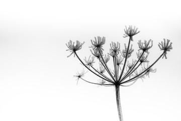Fototapeta premium Frosted Cow Parsley Seed Heads