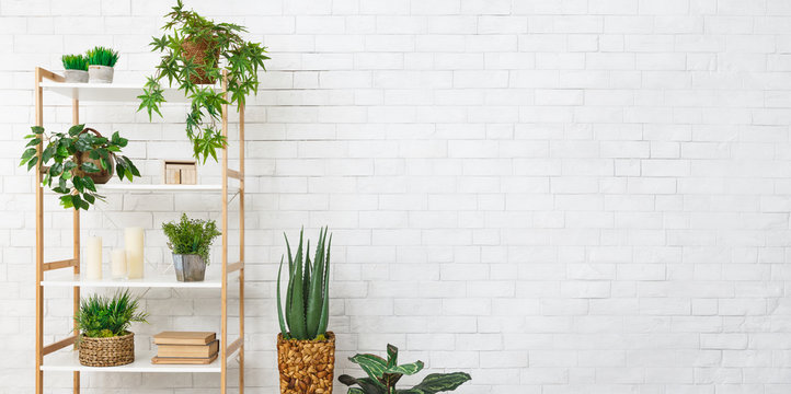 Bookcase with various plants over white wall
