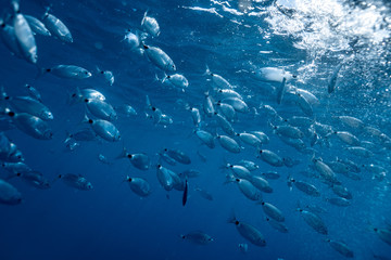 Ringel bream under water, under water photography of ocean fish in Croatia, fish swarm close up photo, amazing blue ocean with little fish in it, 