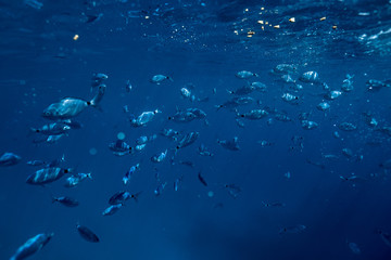 Ringel bream under water, under water photography of ocean fish in Croatia, fish swarm close up photo, amazing blue ocean with little fish in it, 
