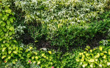Herb wall, plant wall, natural green wallpaper and background. Forest nature green wall. garden herb plant.
