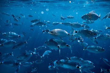 Ringel bream under water, under water photography of ocean fish in Croatia, fish swarm close up photo, amazing blue ocean with little fish in it, 