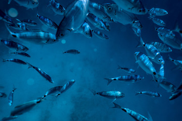 Ringel bream under water, under water photography of ocean fish in Croatia, fish swarm close up photo, amazing blue ocean with little fish in it, 