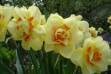 varietal daffodils close-up in the garden