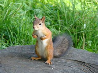 squirrel closeup on a stump in the Park