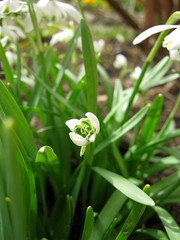 snowdrop close-up on flower bed