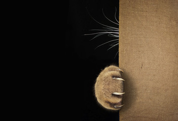The cat hid behind the burlap sack. Only his paw with long and sharp claws and his whiskers are...